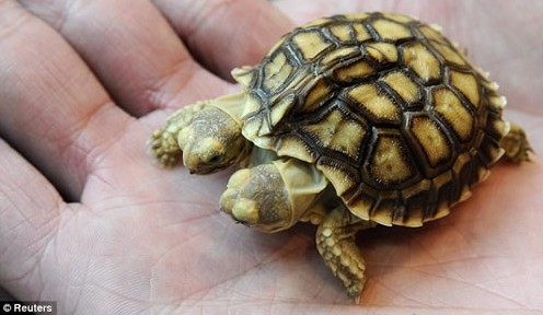 ��Ȥ���� �����ϵ�������Ｏ�ϣ�ͼ��