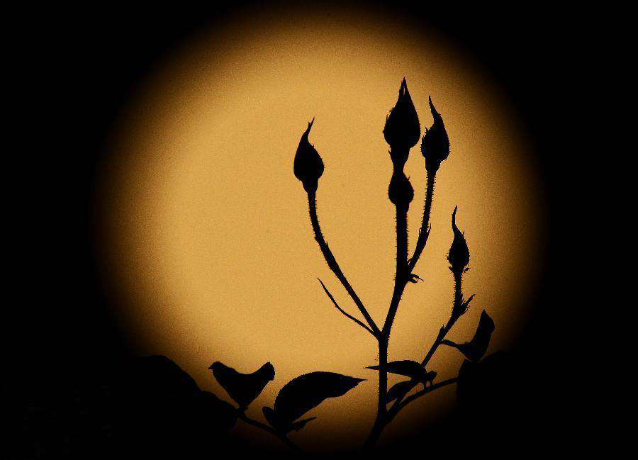 ���������������� ����������۽��֣�ͼ��