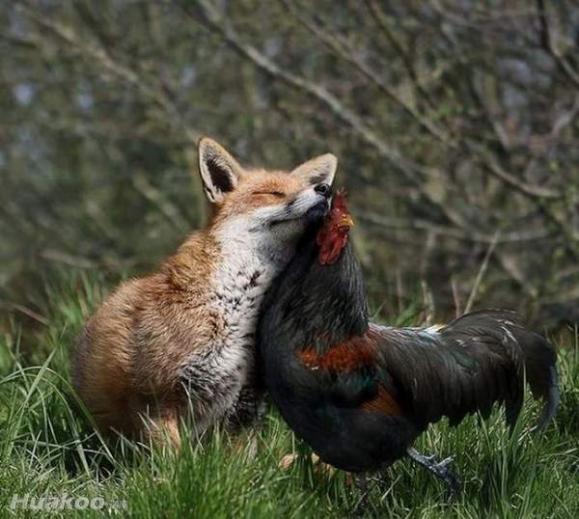 ��ͼ��֤���������Ц�ֿ��� ��ЦͼƬ