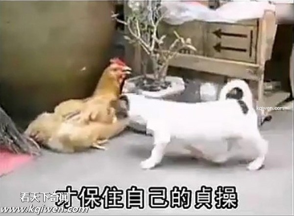 ��ɫС�������컯�����Ｆ(��ͼ)